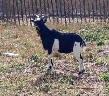 Adoption animaux Abbaretz Loire-Atlantique - Photos Vivastreet ALZAGAR, gentil bouc nain