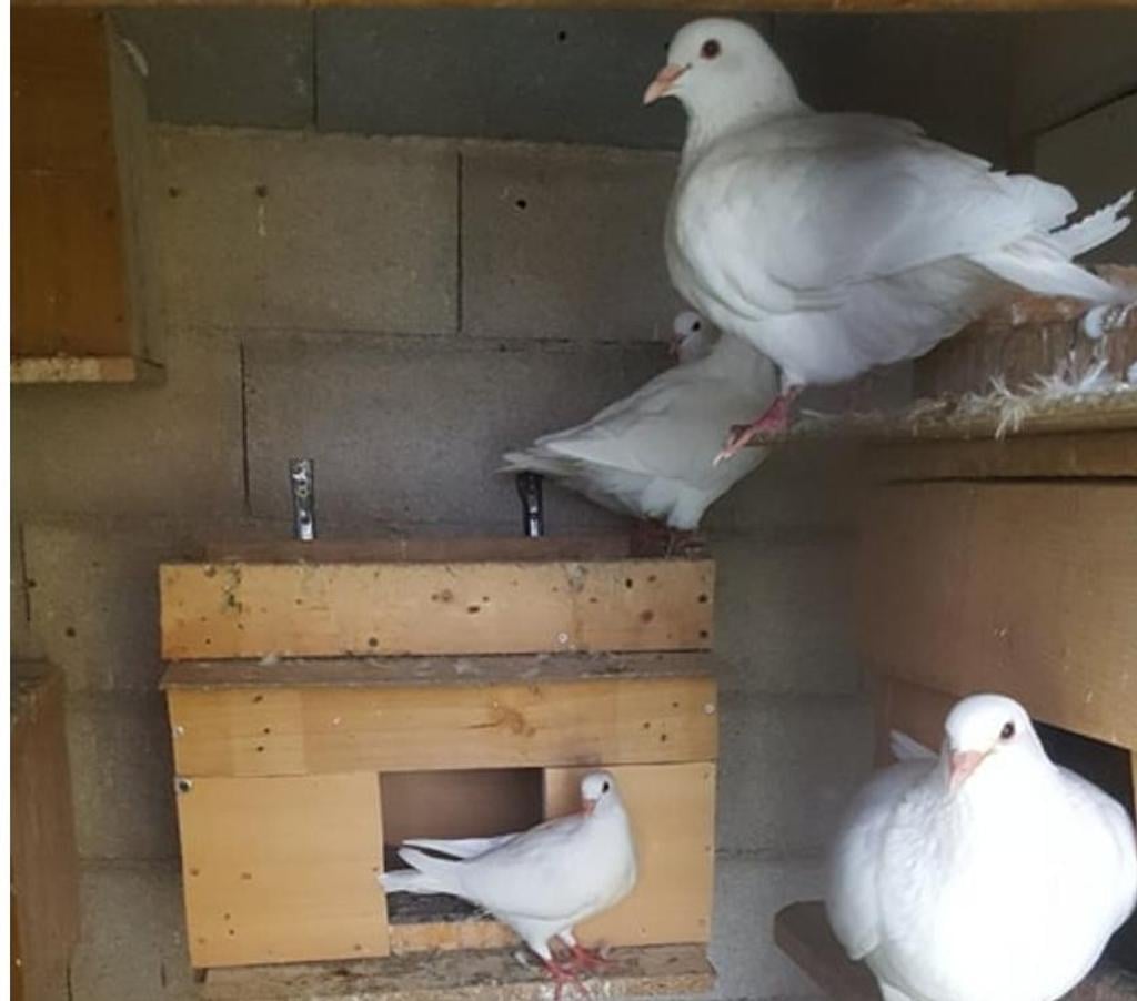 Vente Hérault Lunel - 34400 - Photos Vivastreet Pigeons Hubbell