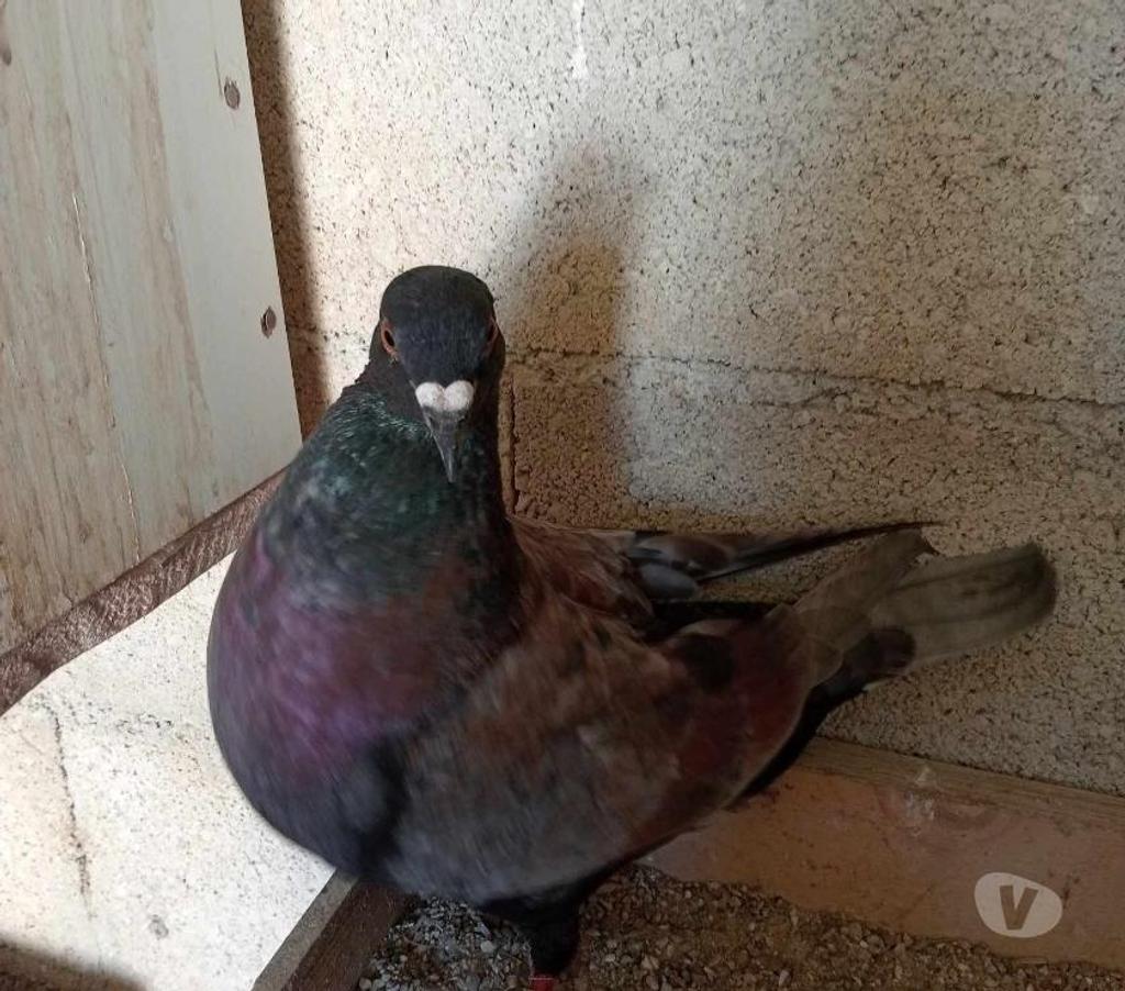 Vente Hérault Lunel - 34400 - Photos Vivastreet Pigeons Hubbell