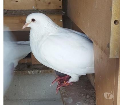 Vente animaux Lunel Hérault - Photos Vivastreet Pigeons Hubbell