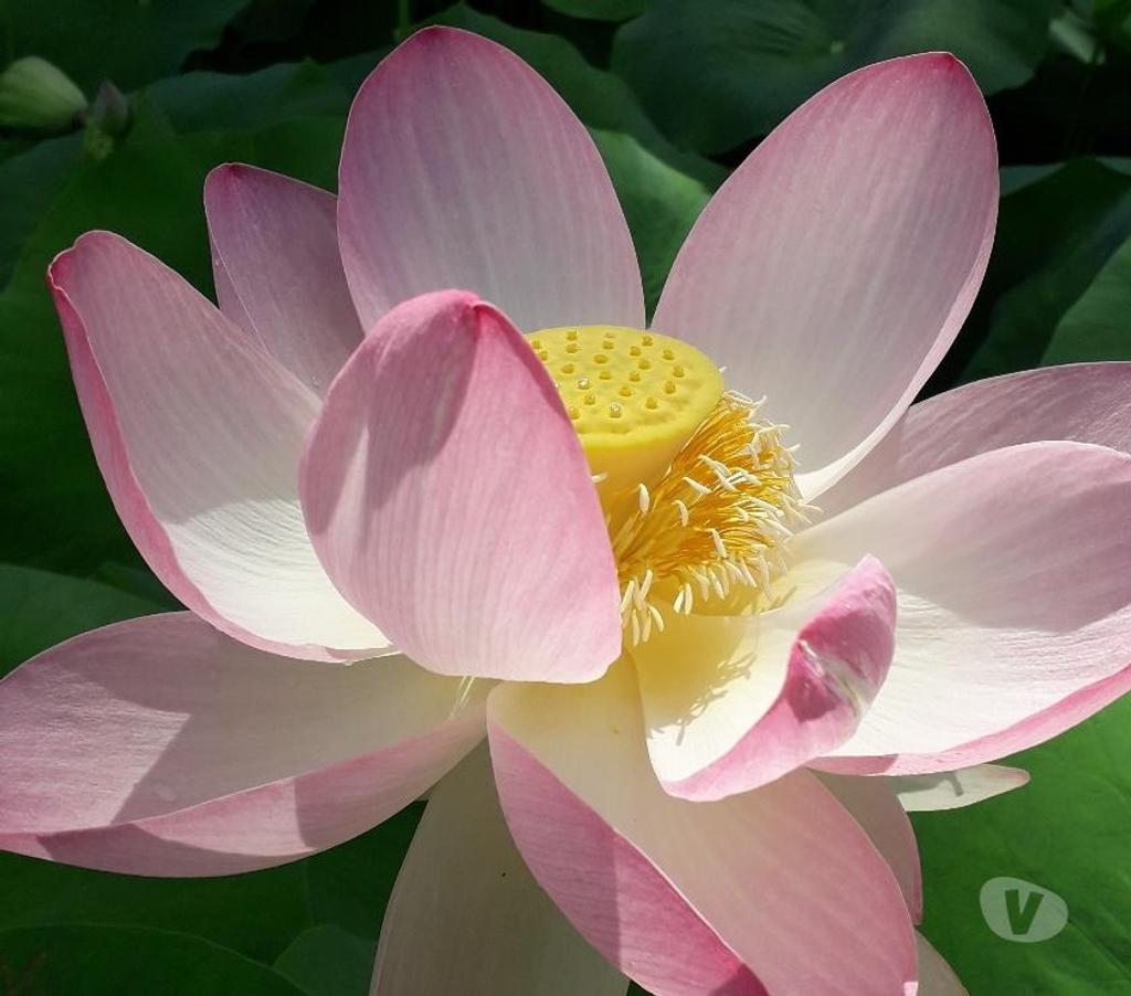 Massages Vendée La Roche sur Yon - 85000 - Photos Vivastreet Massage Tantrique