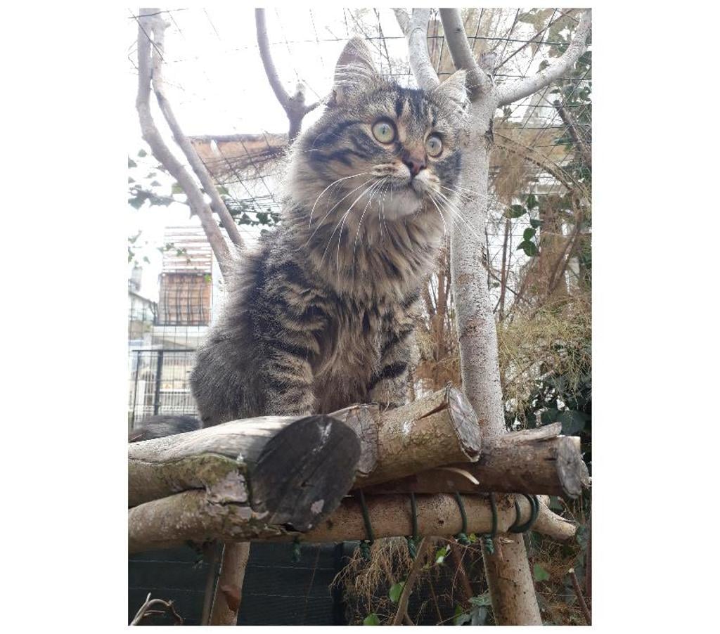 Don animaux Hautes-Pyrénées Tarbes - 65000 - Photos Vivastreet A ADOPTER "MYUKI" -CHATTE TYPE EUROPEEN NON LOF (DON)