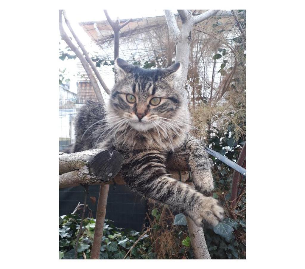Don animaux Hautes-Pyrénées Tarbes - 65000 - Photos Vivastreet A ADOPTER "MYUKI" -CHATTE TYPE EUROPEEN NON LOF (DON)