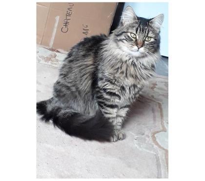 Don animaux Tarbes Hautes-Pyrénées - Photos Vivastreet A ADOPTER 
