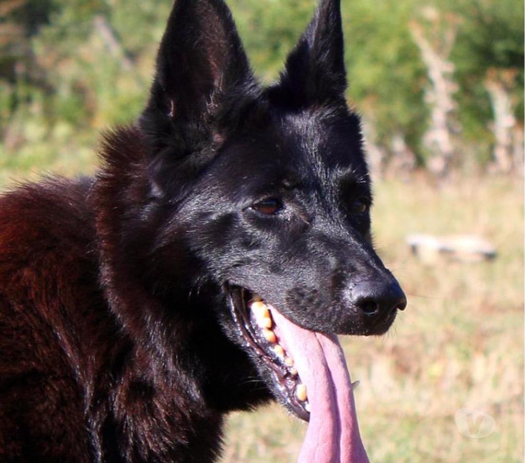 Don animaux Cher Bessais le Fromental - 18210 - Photos Vivastreet MARLENE, magnifique Berger Allemand noire