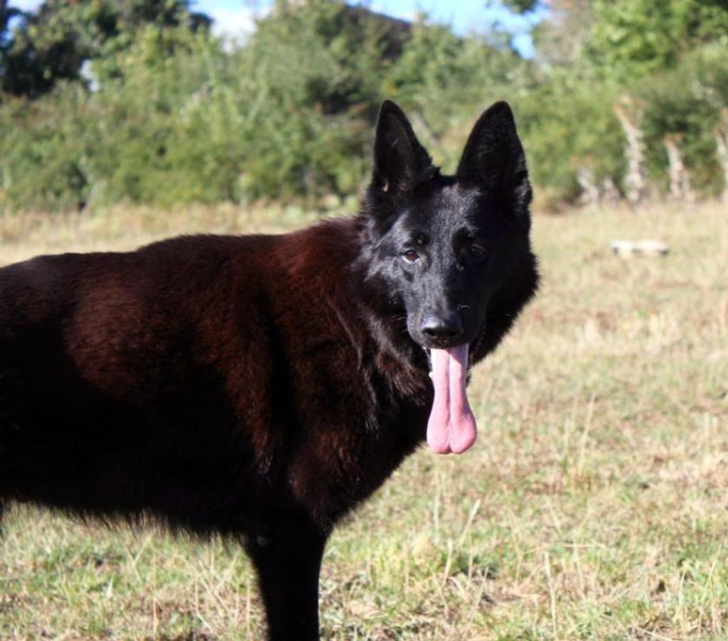 Don animaux Cher Bessais le Fromental - 18210 - Photos Vivastreet MARLENE, magnifique Berger Allemand noire