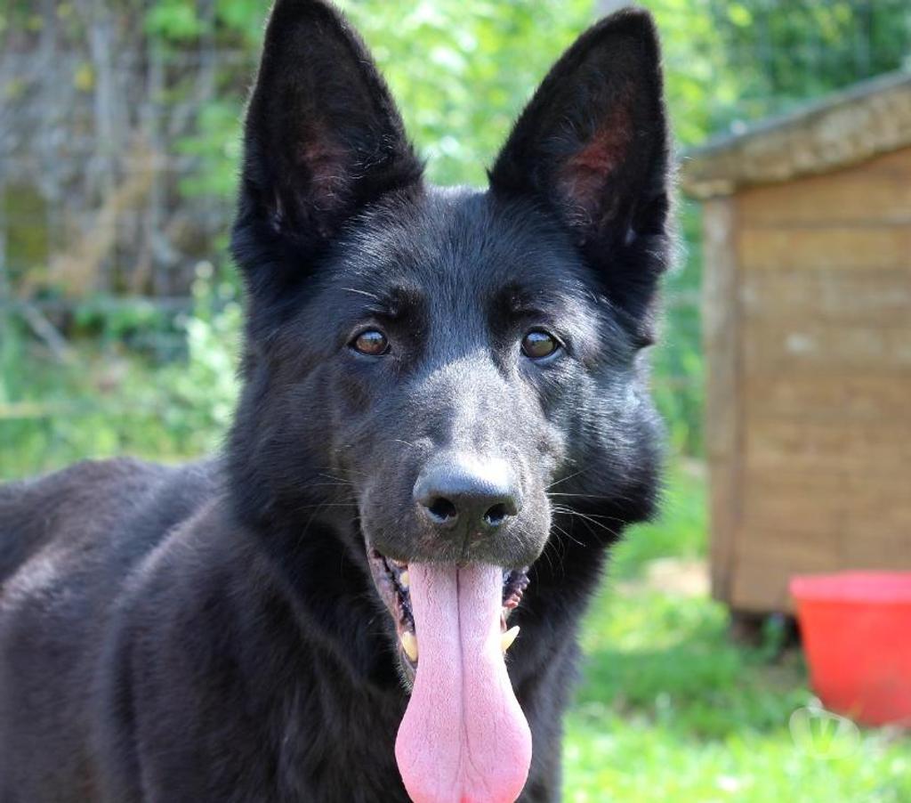 Don animaux Cher Bessais le Fromental - 18210 - Photos Vivastreet MARLENE, magnifique Berger Allemand noire