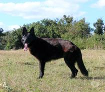 MARLENE, magnifique Berger Allemand noire