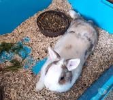LAPINOU, adorable lapin extra nain