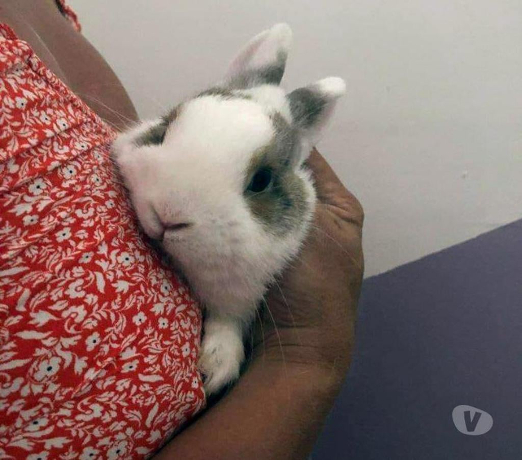 Don animaux Cher Trouy - 18570 - Photos Vivastreet LAPINOU, adorable lapin extra nain