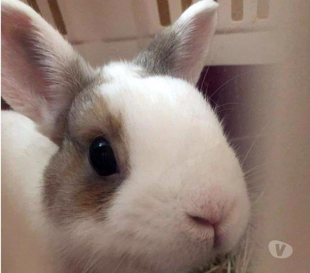 Don animaux Cher Trouy - 18570 - Photos Vivastreet LAPINOU, adorable lapin extra nain