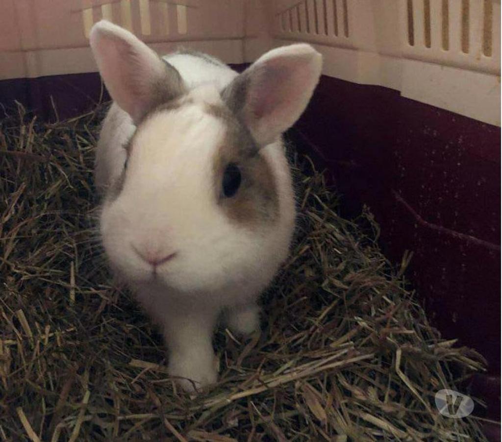 Don animaux Cher Trouy - 18570 - Photos Vivastreet LAPINOU, adorable lapin extra nain