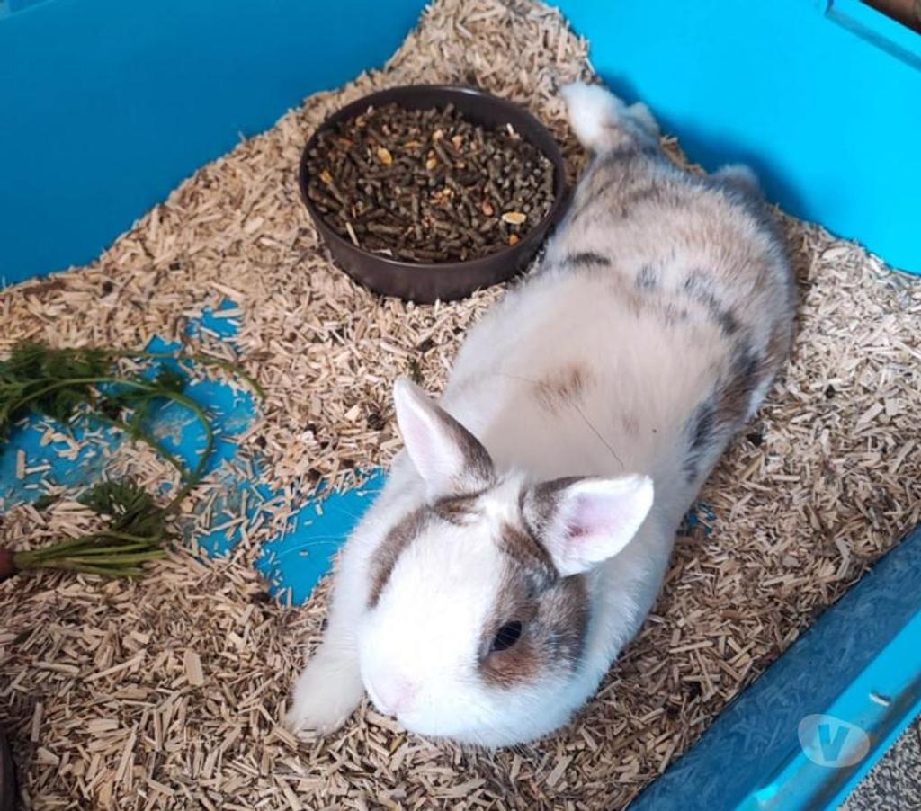 Don animaux Cher Trouy - 18570 - Photos Vivastreet LAPINOU, adorable lapin extra nain
