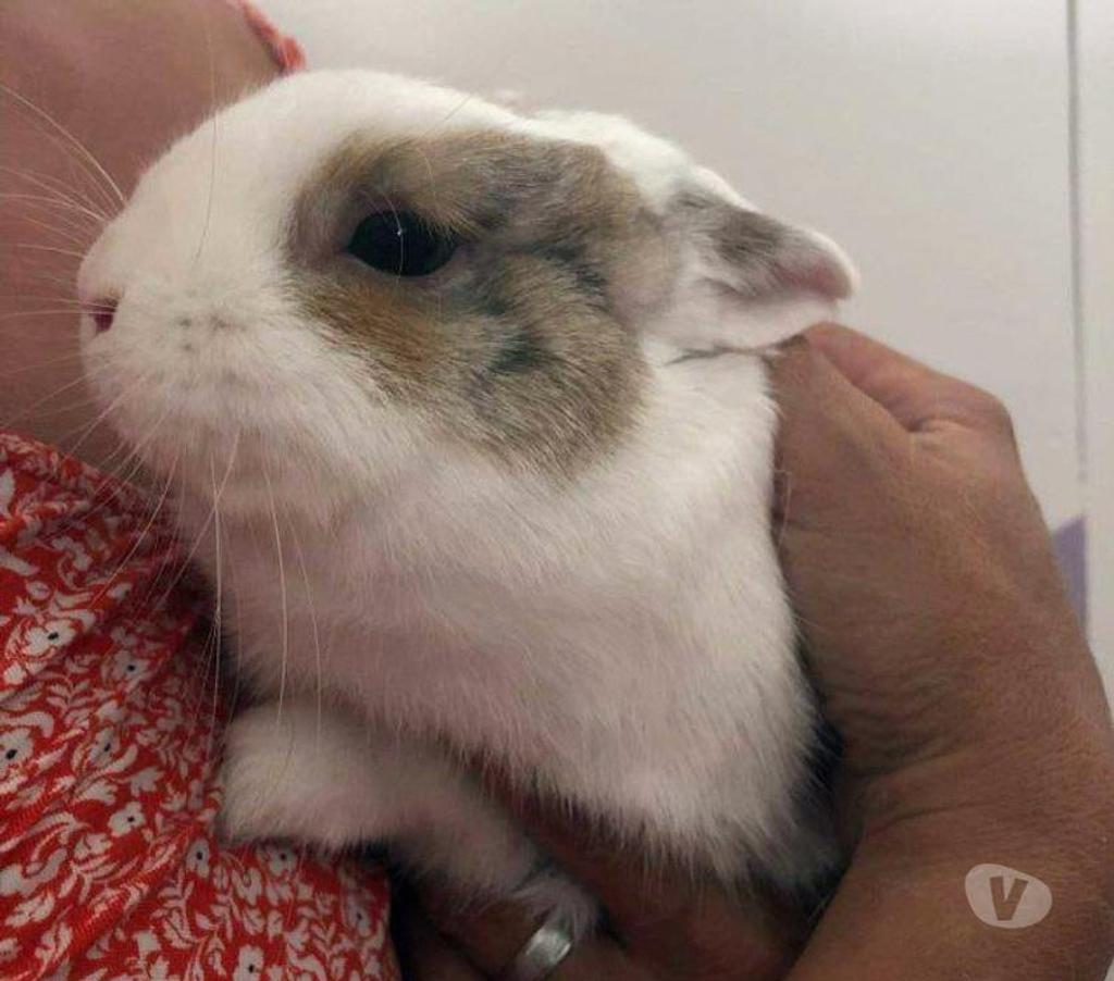 Don animaux Cher Trouy - 18570 - Photos Vivastreet LAPINOU, adorable lapin extra nain
