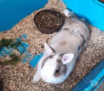 LAPINOU, adorable lapin extra nain