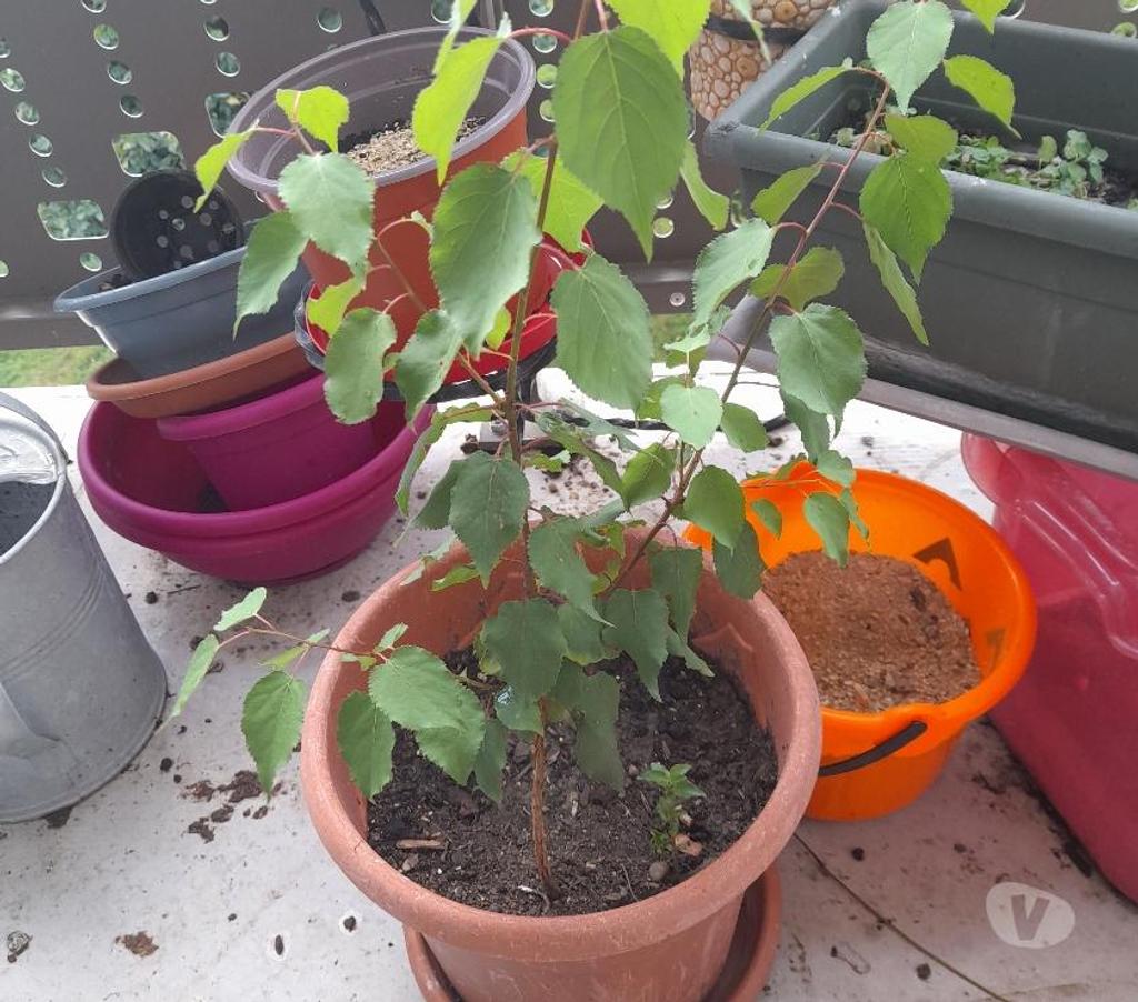  Aisne Ancienville - 02600 - Photos Vivastreet Vend 1 pieds d'abricotier