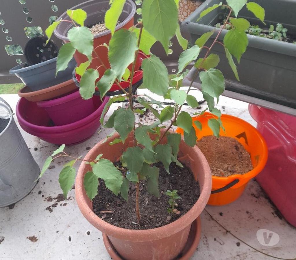  Aisne Ancienville - 02600 - Photos Vivastreet Vend 1 pieds d'abricotier