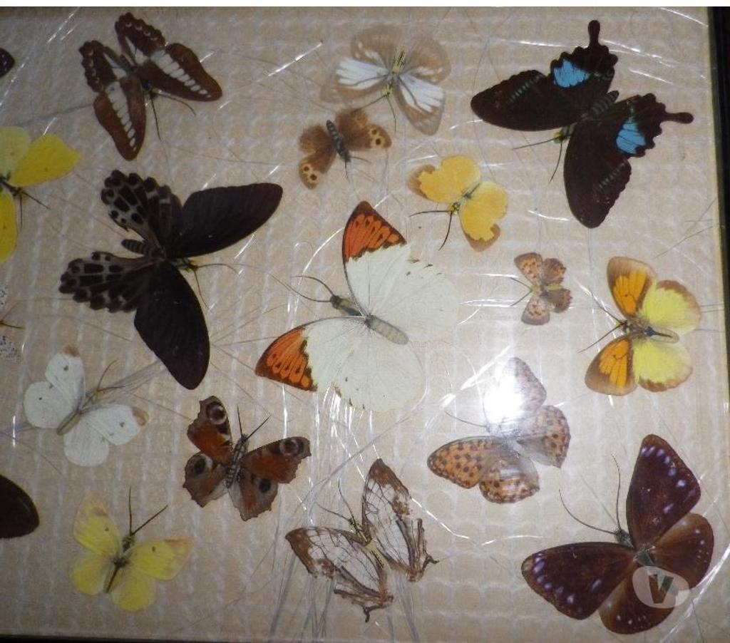 Décoration - art Yvelines Fontenay le Fleury - 78330 - Photos Vivastreet Tableau de 20 papillons naturalisés, collection d'entomologi
