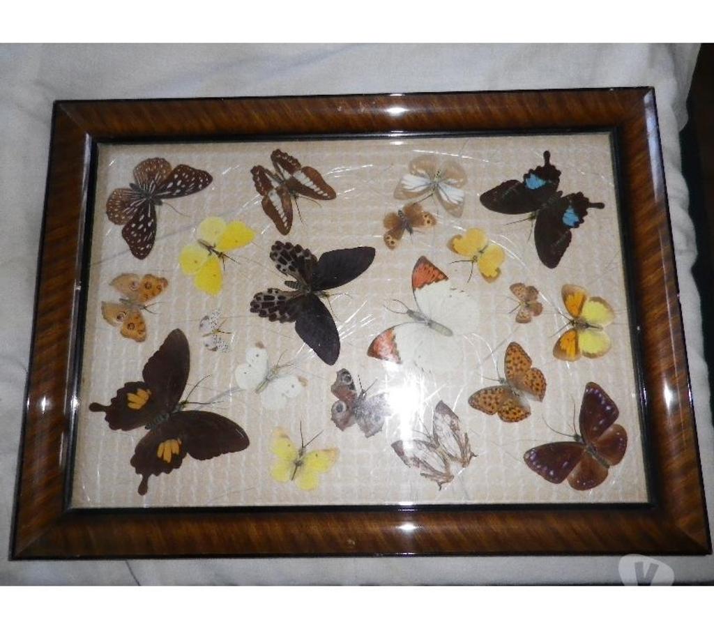 Décoration - art Yvelines Fontenay le Fleury - 78330 - Photos Vivastreet Tableau de 20 papillons naturalisés, collection d'entomologi
