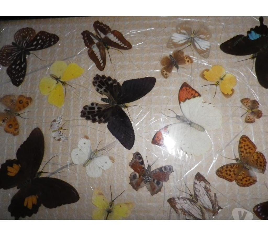 Décoration - art Yvelines Fontenay le Fleury - 78330 - Photos Vivastreet Tableau de 20 papillons naturalisés, collection d'entomologi