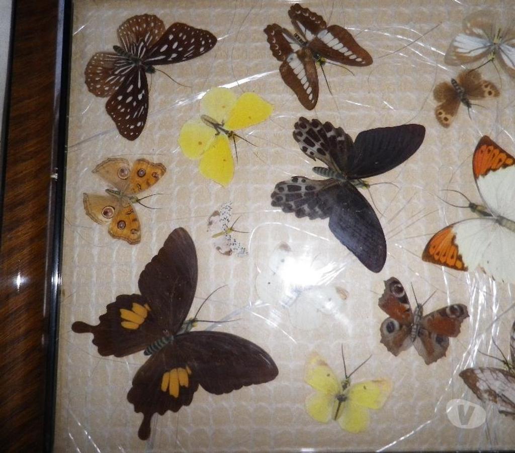 Décoration - art Yvelines Fontenay le Fleury - 78330 - Photos Vivastreet Tableau de 20 papillons naturalisés, collection d'entomologi