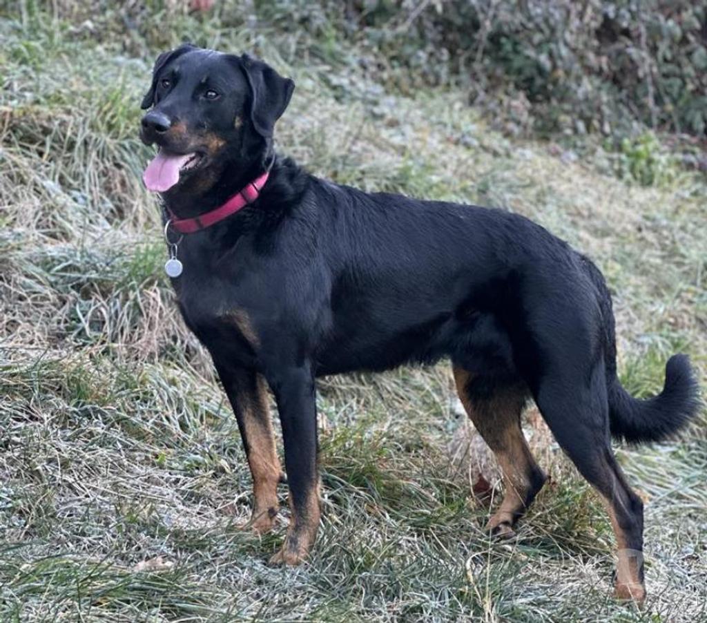 Services, accessoires animaux Rhône Ecully - 69130 - Photos Vivastreet ETALON BEAUCERON COTATION 4 disponible pour saillie, Dys AA