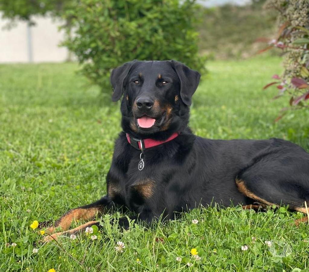 Services, accessoires animaux Rhône Ecully - 69130 - Photos Vivastreet ETALON BEAUCERON COTATION 4 disponible pour saillie, Dys AA