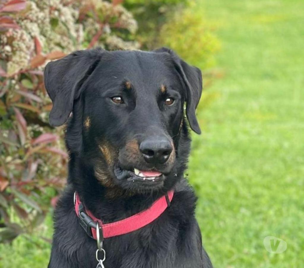 Services, accessoires animaux Rhône Ecully - 69130 - Photos Vivastreet ETALON BEAUCERON COTATION 4 disponible pour saillie, Dys AA