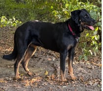 ETALON BEAUCERON COTATION 4 disponible pour saillie, Dys AA