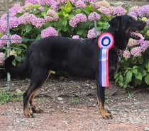 ETALON BEAUCERON COTATION 4 disponible pour saillie, Dys AA