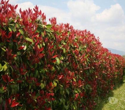 Bricolage - Jardin - Outillage St Yrieix sur Charente Charente - Photos Vivastreet Photinia pour haie au Jardin du Lavoir