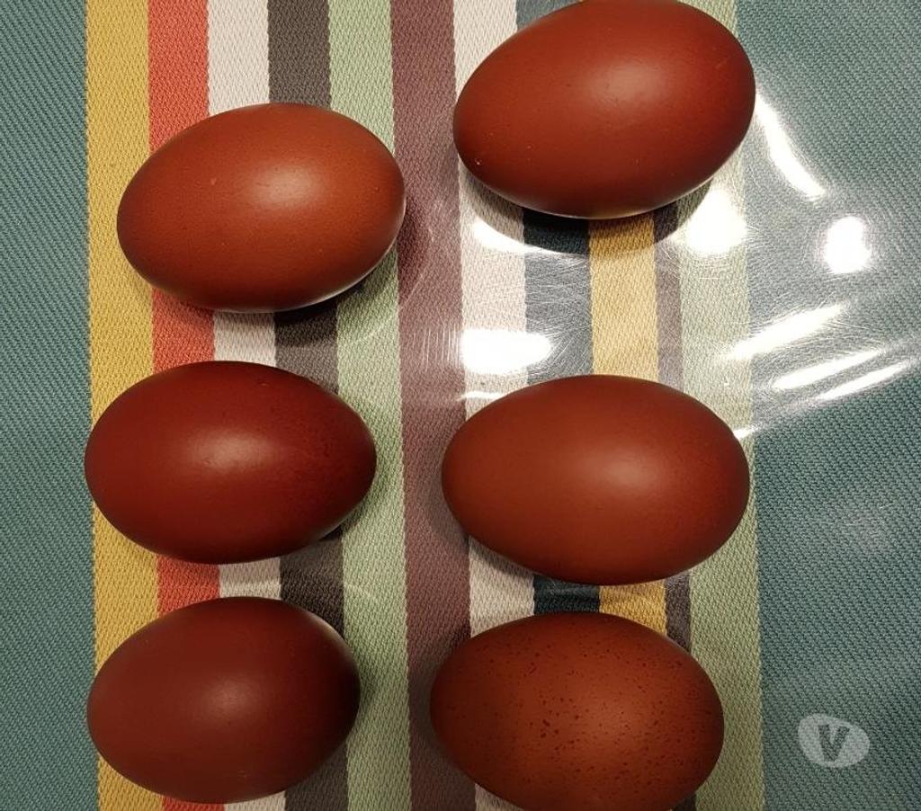 Vente Landes Aire sur l'Adour - 40800 - Photos Vivastreet oeufs à couver brun chocolat de poules marans bleu cuivré