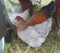 oeufs à couver brun chocolat de poules marans bleu cuivré