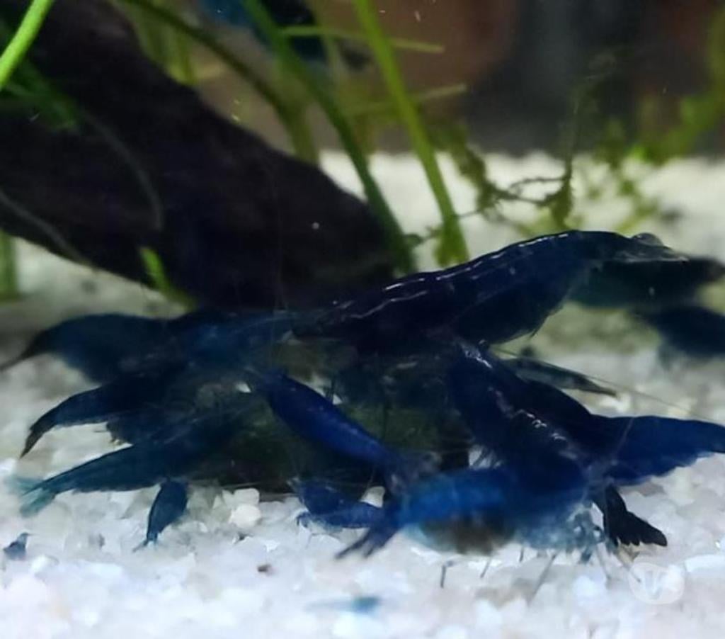 Vente Indre-et-Loire Athee sur Cher - 37270 - Photos Vivastreet CREVETTE BLUES DREAMS