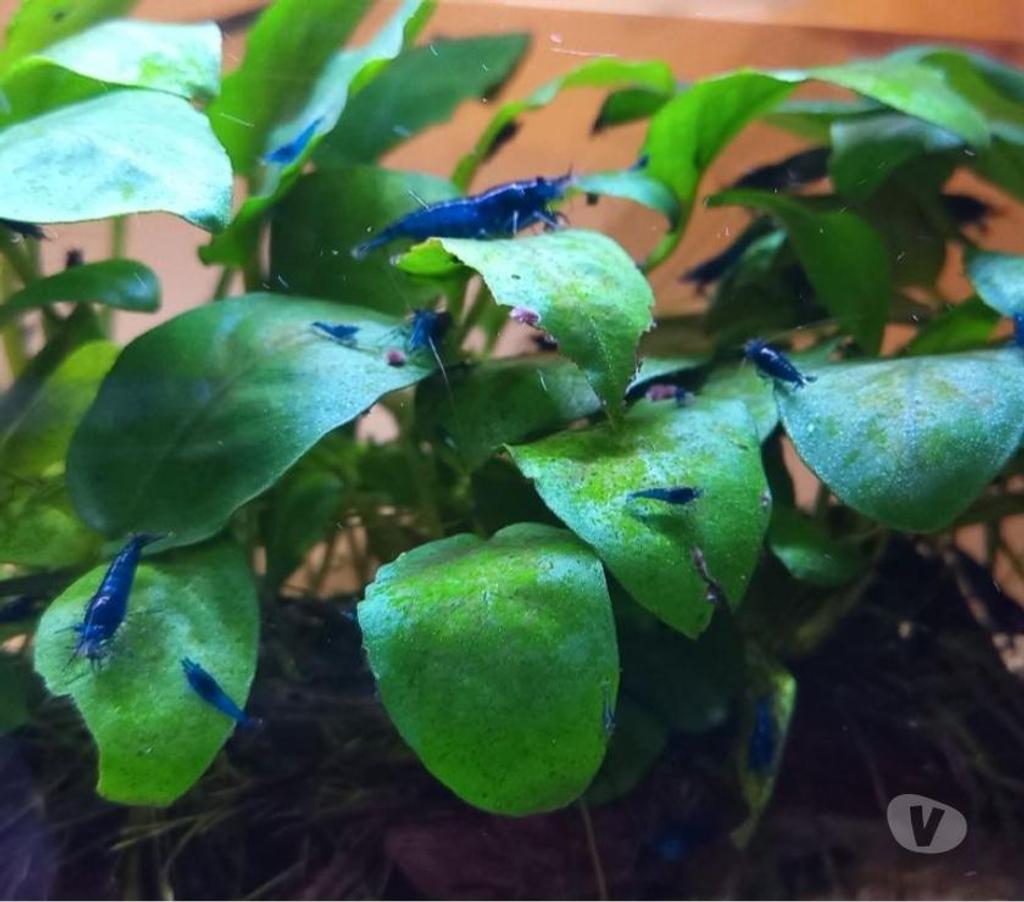 Vente Indre-et-Loire Athee sur Cher - 37270 - Photos Vivastreet CREVETTE BLUES DREAMS