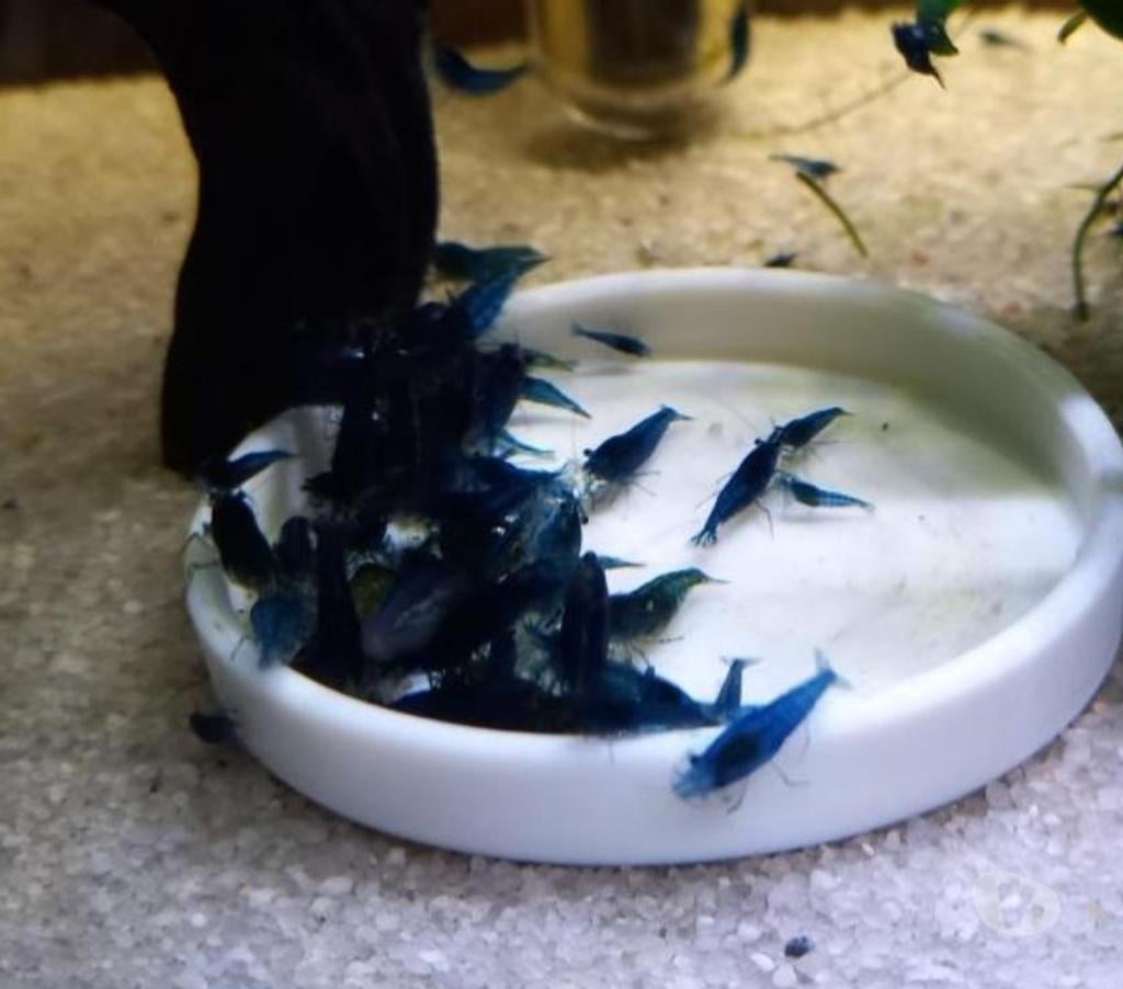 Vente Indre-et-Loire Athee sur Cher - 37270 - Photos Vivastreet CREVETTE BLUES DREAMS