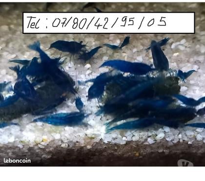 Vente animaux Athee sur Cher Indre-et-Loire - Photos Vivastreet CREVETTES BLUES DREAMS