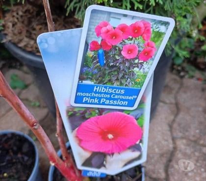 Bricolage - Jardin - Outillage St Yrieix sur Charente Charente - Photos Vivastreet Hibiscus Carrousel, fleurs XXL et feuillage déco