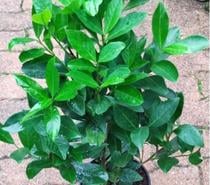 Laurier palme pour haie : au Jardin du Lavoir