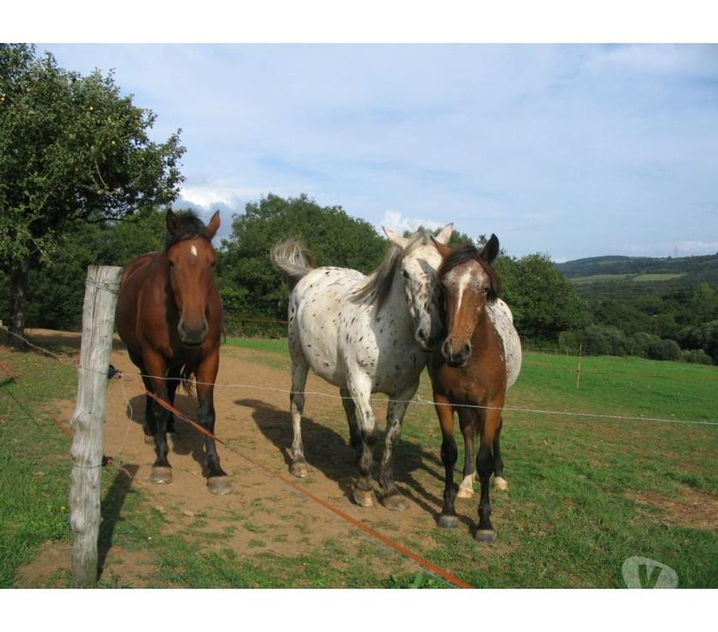 location saisonniere Finistère Le Faou - 29590 - Photos Vivastreet Gîte ker-yann 3* LE FAOU calme indépendant