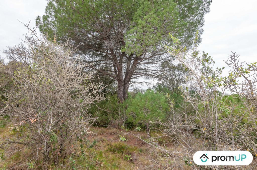 Terrain à vendre Hérault Lunel Viel - 34400 - Photos Vivastreet (V5428) Terrain agricole de 10 610m2 à Lunel -Viel