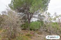 (V5428) Terrain agricole de 10 610m2 à Lunel -Viel