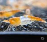 Athee sur Cher - Indre-et-Loire — Crevette rili orange