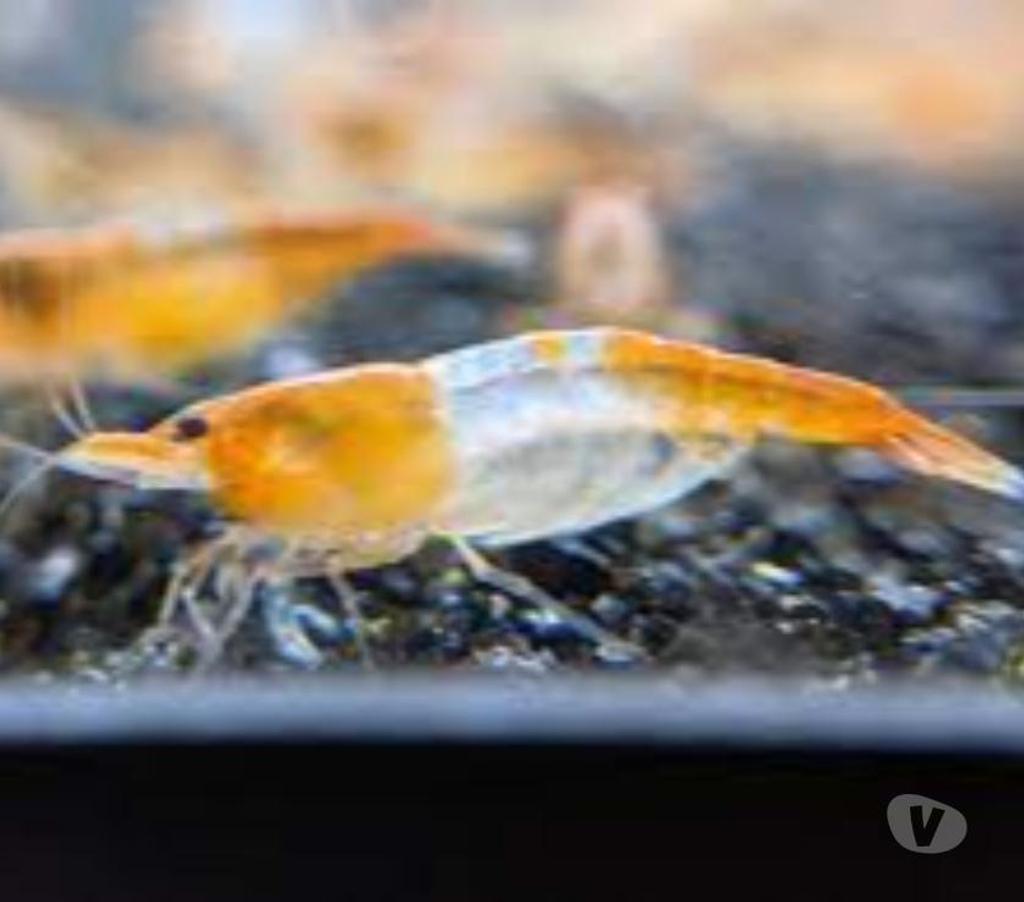 Vente Indre-et-Loire Athee sur Cher - 37270 - Photos Vivastreet Crevettes rili orange