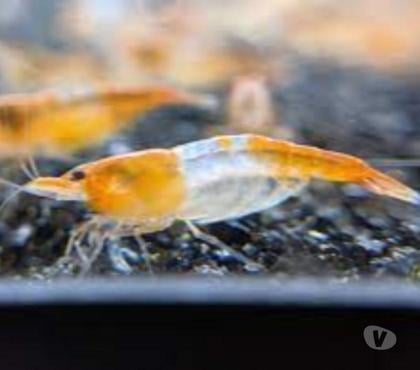 Vente animaux Athee sur Cher Indre-et-Loire - Photos Vivastreet Crevettes rili orange