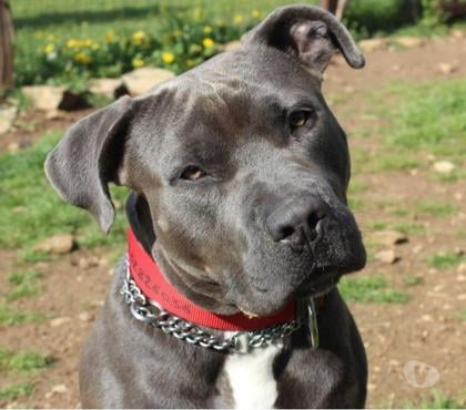 Vente animaux Bessais le Fromental Cher - Photos Vivastreet PIXEL, superbe croisé American Staffordshire Terrier