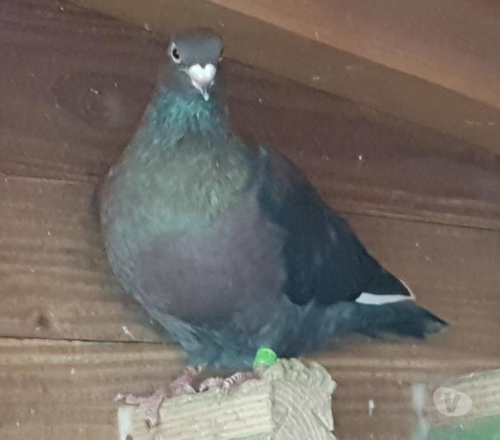 Vente Landes Lussagnet - 40270 - Photos Vivastreet Pigeons voyageurs de couleurs