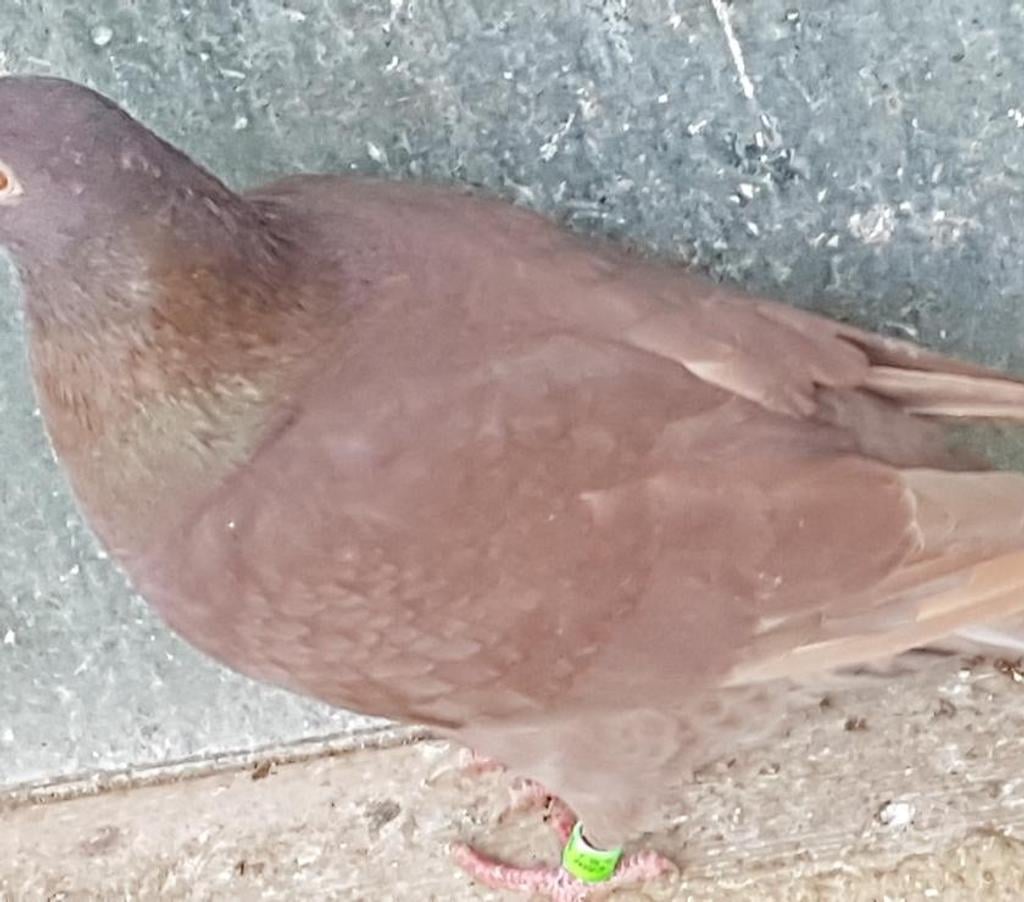 Vente Landes Lussagnet - 40270 - Photos Vivastreet Pigeons voyageurs de couleurs