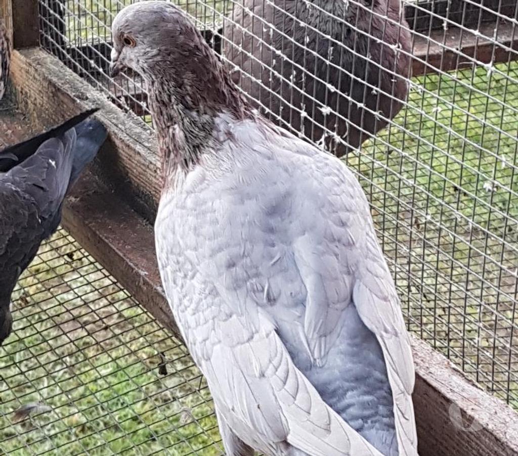 Vente Landes Lussagnet - 40270 - Photos Vivastreet Pigeons voyageurs de couleurs