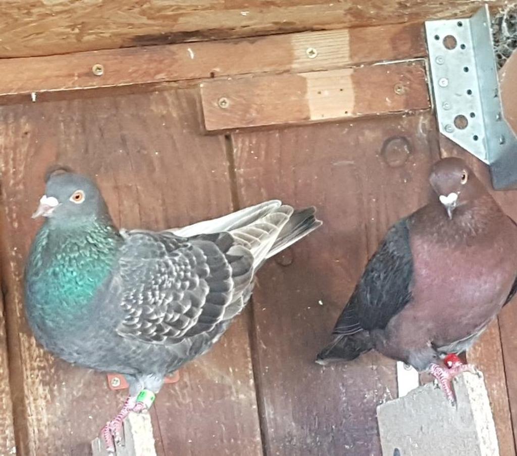 Vente Landes Lussagnet - 40270 - Photos Vivastreet Pigeons voyageurs de couleurs